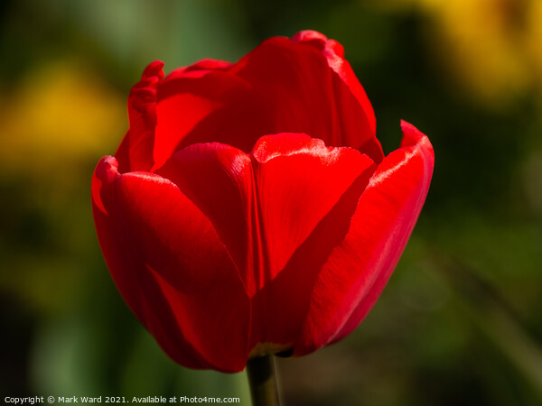Tulip Erotique. Picture Board by Mark Ward
