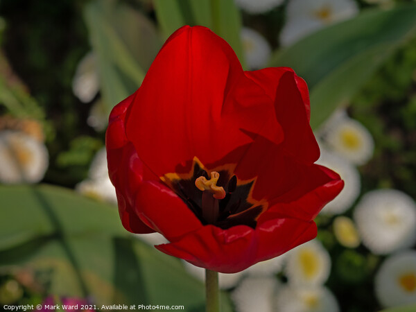 Tulip Rouge Picture Board by Mark Ward
