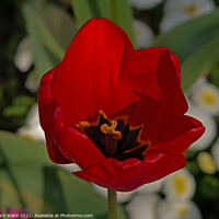 Buy canvas prints of Tulip Rouge by Mark Ward