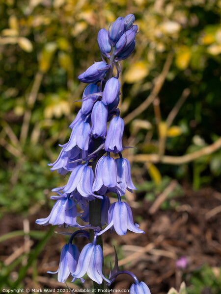Bluebell Belle. Picture Board by Mark Ward