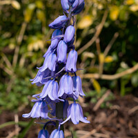 Buy canvas prints of Bluebell Belle. by Mark Ward
