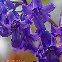 Buy canvas prints of Bluebell Bliss by Mark Ward
