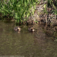 Buy canvas prints of Mallard Chicks venturing out. by Mark Ward