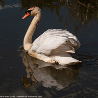 Buy canvas prints of The Reflective Swan. by Mark Ward