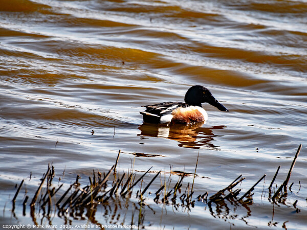 Shoveler Duck. Picture Board by Mark Ward