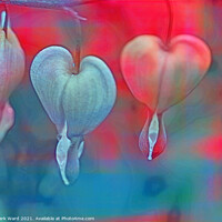 Buy canvas prints of Dicentra Display by Mark Ward