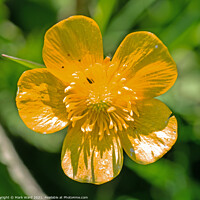 Buy canvas prints of Buttercup in Spring. by Mark Ward