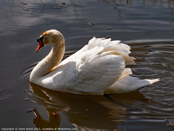 Gliding Swan Picture Board by Mark Ward