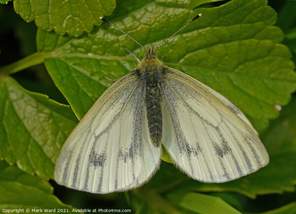 Small White Butterfly. Picture Board by Mark Ward