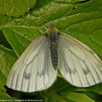 Buy canvas prints of Small White Butterfly. by Mark Ward