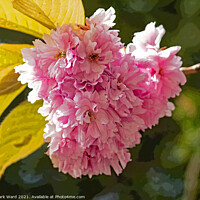 Buy canvas prints of Cherry Blossom High. by Mark Ward