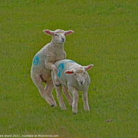 Buy canvas prints of Lambs will Play. by Mark Ward