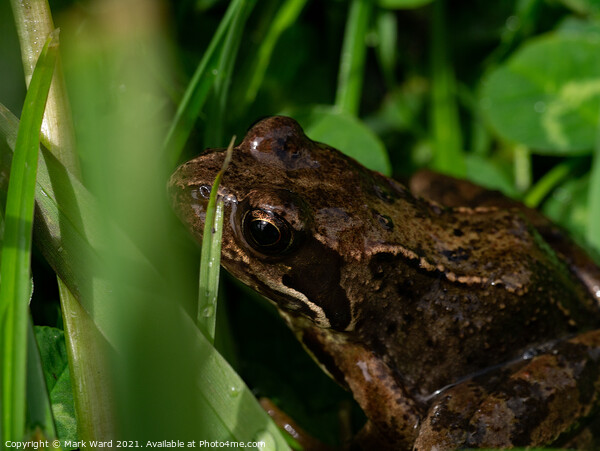 Young Frog in the Grass. Picture Board by Mark Ward