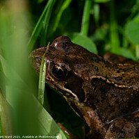 Buy canvas prints of Young Frog in the Grass. by Mark Ward