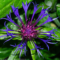 Buy canvas prints of Cornflower Up Close. by Mark Ward