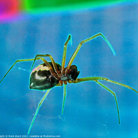 Buy canvas prints of SPIDER! by Mark Ward