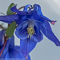 Buy canvas prints of Aquilegia in Blue by Mark Ward