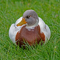 Buy canvas prints of Resting Duck by Mark Ward