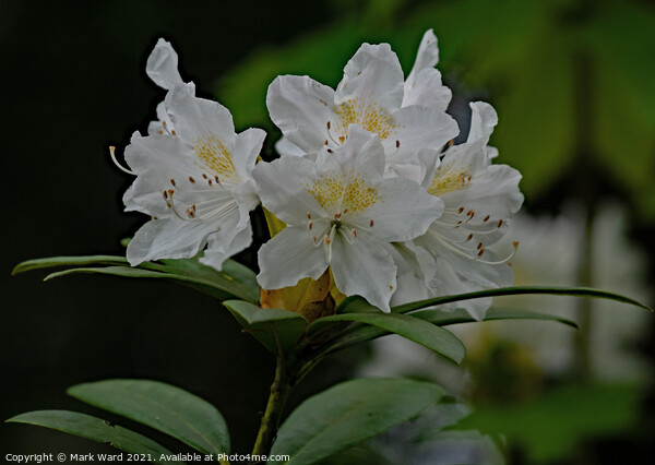 Rhododendron Flowers in May Picture Board by Mark Ward