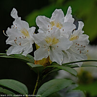 Buy canvas prints of Rhododendron Flowers in May by Mark Ward