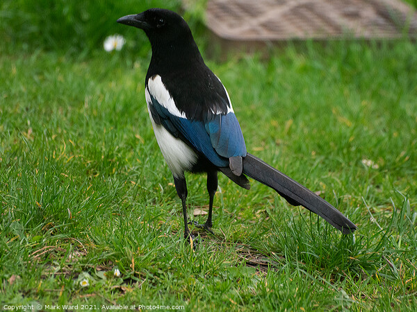 Magpie on Full Alert. Picture Board by Mark Ward