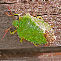 Buy canvas prints of Common Green Capsid Bug. by Mark Ward