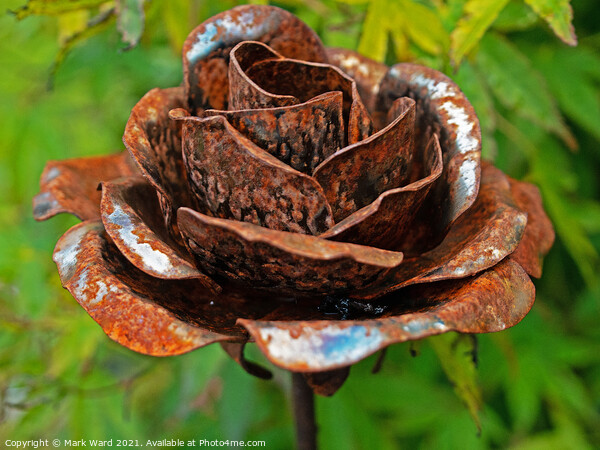 Rusty Rose Picture Board by Mark Ward