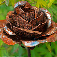 Buy canvas prints of Rusty Rose by Mark Ward