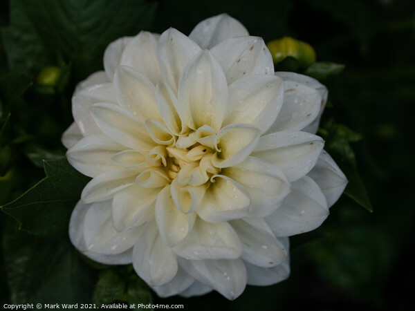 White Dahlia Flower. Picture Board by Mark Ward