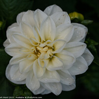 Buy canvas prints of White Dahlia Flower. by Mark Ward