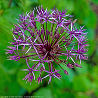 Buy canvas prints of Allium Flowers by Mark Ward