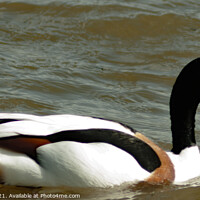 Buy canvas prints of Shelduck on the Water by Mark Ward