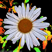 Buy canvas prints of Daisy with that 60s Feel. by Mark Ward