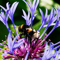 Buy canvas prints of BusyBee by Mark Ward