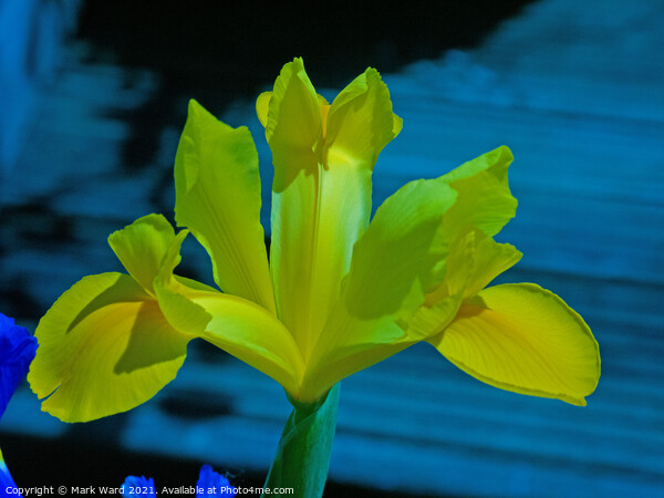 Yellow Iris Picture Board by Mark Ward