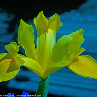 Buy canvas prints of Yellow Iris by Mark Ward