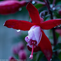 Buy canvas prints of Looking into the Fuchsia, and its Bright! by Mark Ward