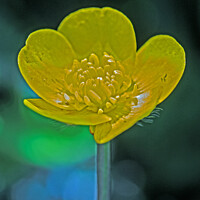Buy canvas prints of The Humble Buttercup by Mark Ward
