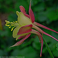 Buy canvas prints of Aquilegia Sideview by Mark Ward