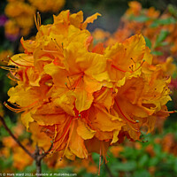 Buy canvas prints of Orange Rhododendron by Mark Ward