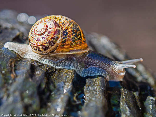A Snail at High Speed. Picture Board by Mark Ward