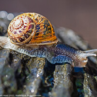 Buy canvas prints of A Snail at High Speed. by Mark Ward