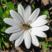 Buy canvas prints of Osteospermum and Co. by Mark Ward