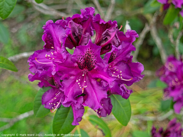 Purple Rhododendron Picture Board by Mark Ward