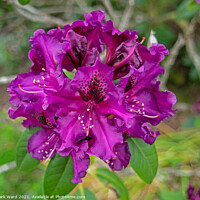 Buy canvas prints of Purple Rhododendron by Mark Ward