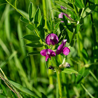 Buy canvas prints of Common Vetch by Mark Ward