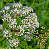 Buy canvas prints of Cow Parsley and Friends. by Mark Ward