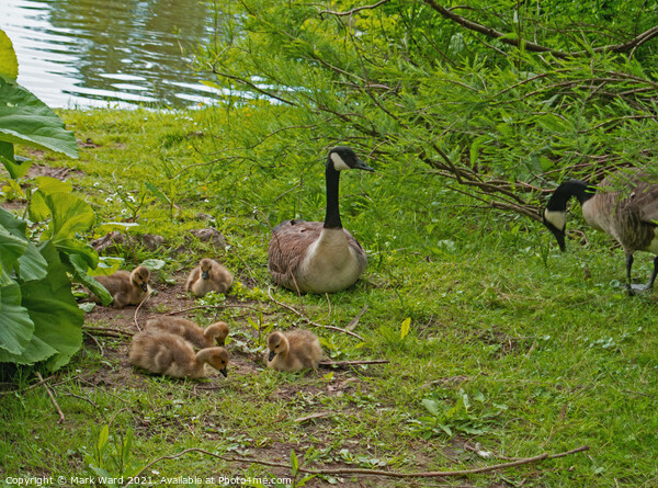 Canada Geese with Goslings Picture Board by Mark Ward