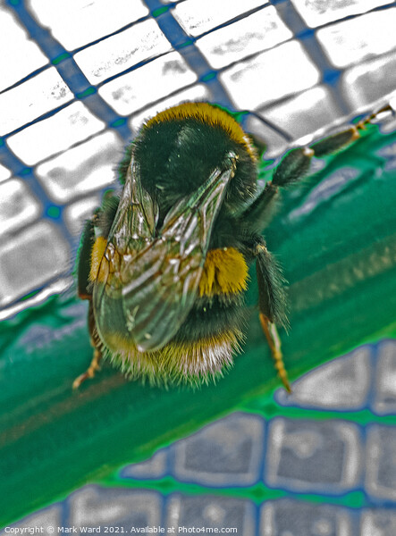 Bumblebee Feeling Trapped. Picture Board by Mark Ward