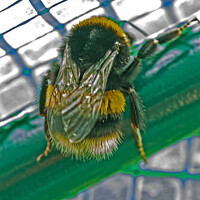 Buy canvas prints of Bumblebee Feeling Trapped. by Mark Ward